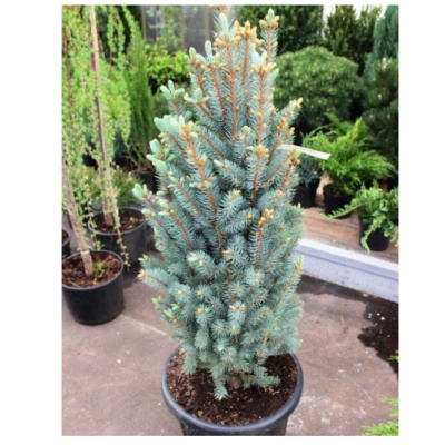 Ель кол. Iseli Fastigiata 180-200