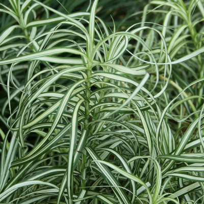 Осока пальмолистная Variegata с3