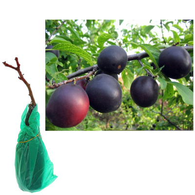 Абрикос Черный принц ЗКС