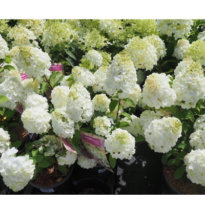 Гортензия метельчатая Мэджикал Монблан (С3)