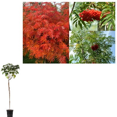 Рябина смешан. Dodong с10 180-200