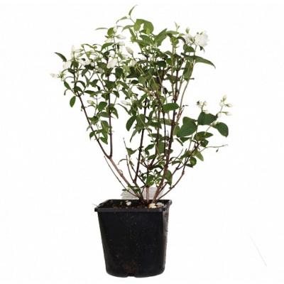 Жасмин садовый (Чубушник) Зоя Космодемьянская (С2)