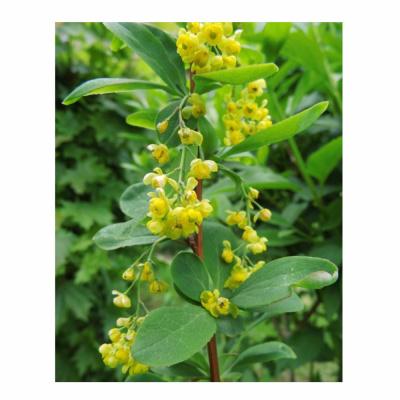 Барбарис корейский с5 30-40