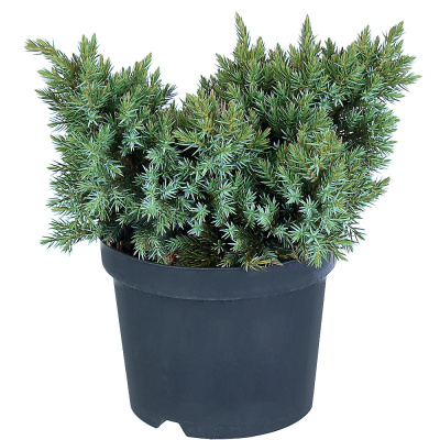 Можжевельник чешуйчатый Блю Стар 17/25см