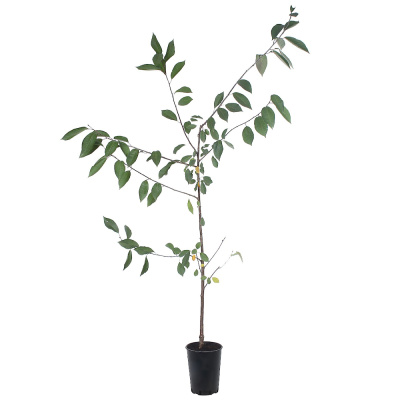 Вишня Изобильная / клоновый подвой (С10)