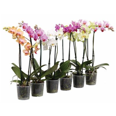 Орхидея Фаленопсис микс горшечные растения 9/30-45