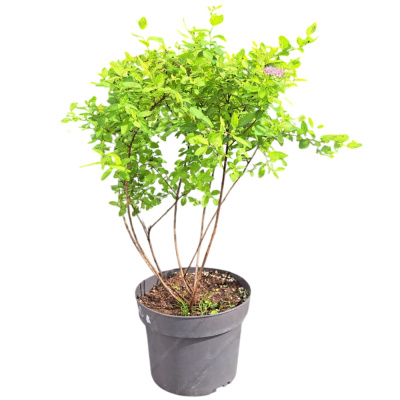 Спирея яп. Little Princess с7,5/10 40-60