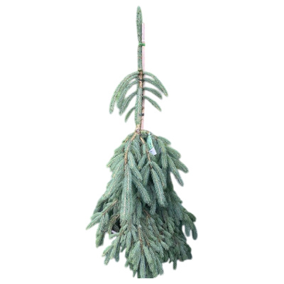 Ель колючая Глаука Пендула С25/140-160