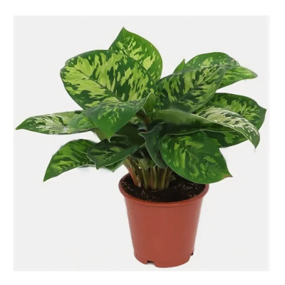 Хомаломена микс 12/25