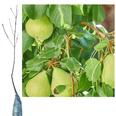 Груша Августовская Роса (П)