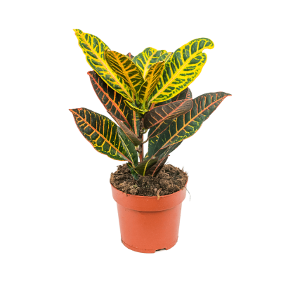 Кодиеум Петра  уп. (D-12)