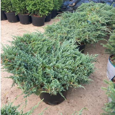 Можжевельник чеш. Blue Carpet с5 30-50