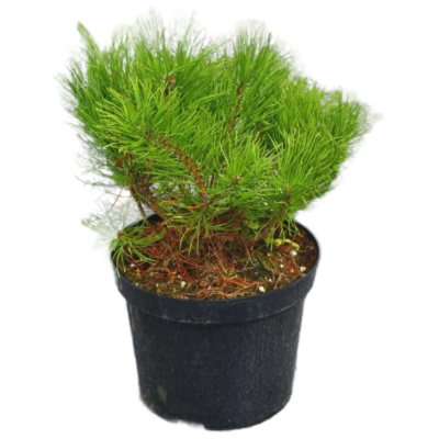 Сосна горная 'Pumuckel' 32/65cm 30/40 С18