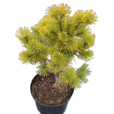 Сосна гор. Winter Gold с6 25-35