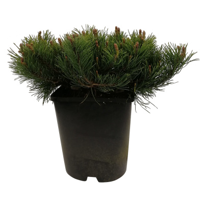 Сосна гор.мугус С3/20-30