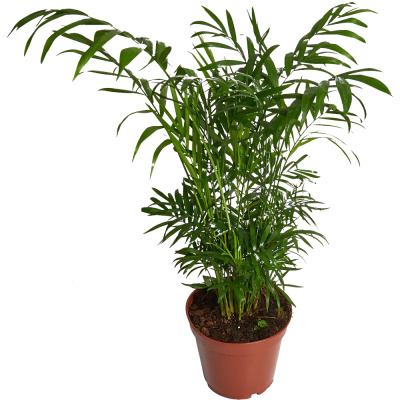 Пальма Хамедорея 17/60 горшечные растения 