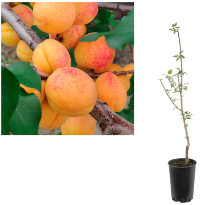 Абрикос Триумф Северный (П)