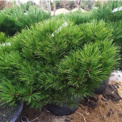 Сосна черная 'Brepo' 26 st 50 b25/30 C8