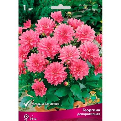 Георгина декоративная Гэллери Ренуар I/К