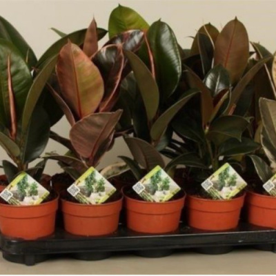 Фикус Эластика Микс 17/60