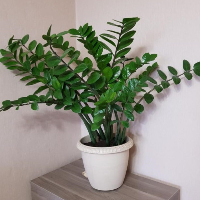 Замиокулькас 12/40 горшечное растение