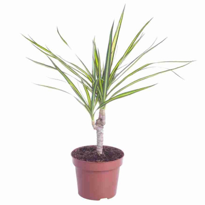 Драцена Маргината Санрей 17/60