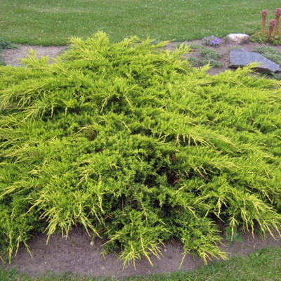 Горшечные растения Можжевельник Репанда 11/16 П