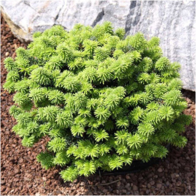 Растение горшечное Пихта бальзамическая Пикколо 18/20