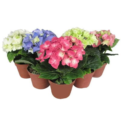 Гортензия микс 10/25 горшечное растение