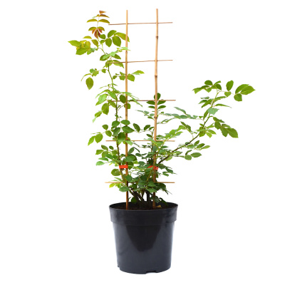 Роза парковая/плетистая