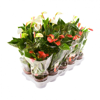 Антуриум микс 4 цвета 12/45