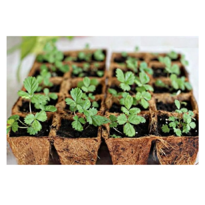 Рассада земляники