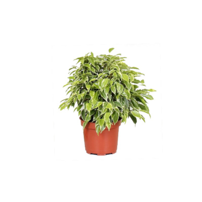 Фикус Кинки 12/25