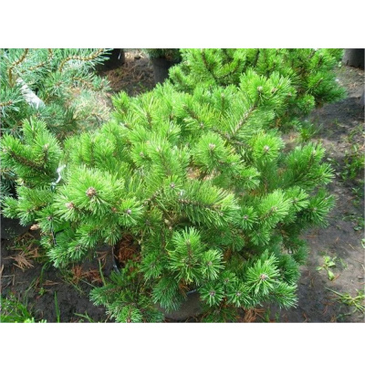 Сосна горная  'Klostergrun'  44/95cm 50/+  С25