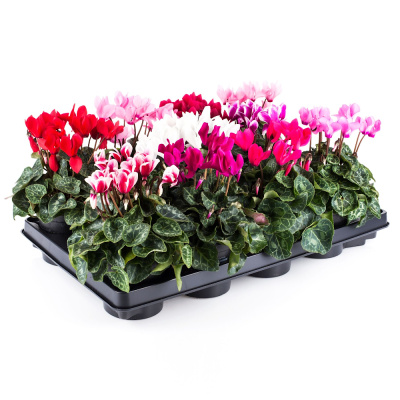 Цикламен микс ЕТК D12