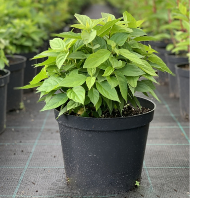 Гортензия мет. Little Spooky с5 20-40