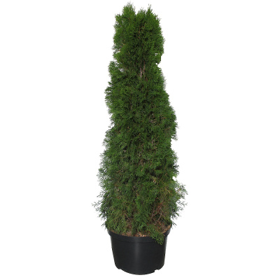 Туя Смарагд 23/100