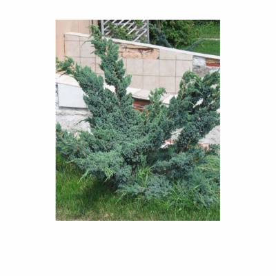 Можжевельник чеш. Meyeri с5 30-40