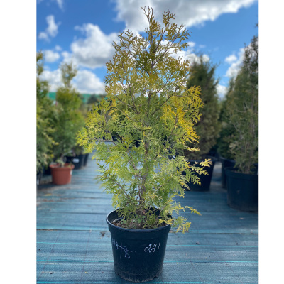 Туя зап. Yellow Ribbon с10 80-100