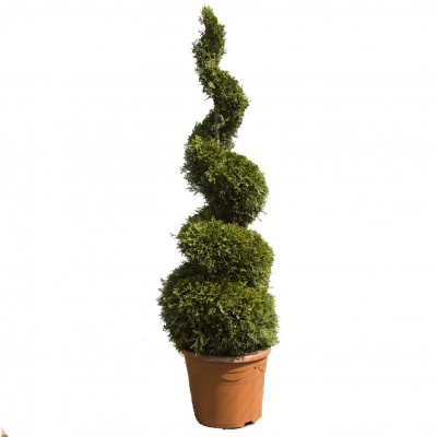 Туя зап. Smaragd с25 175-200 спираль