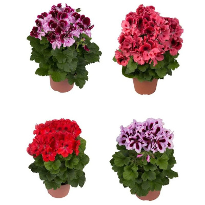 Пеларгония микс КЦХ D12 горшечные растения