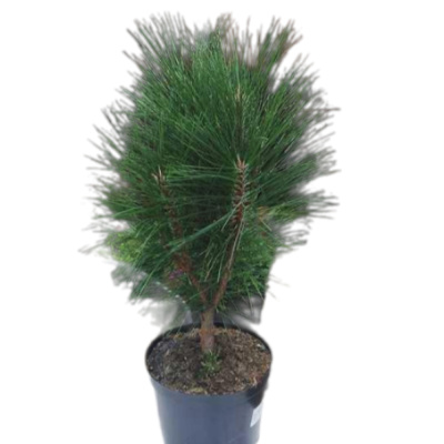 Сосна черная  'Green Tower' 40 80/90 С25