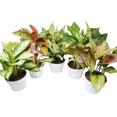 Аглонема микс 13/40