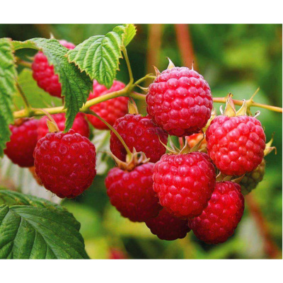 Малина в асс