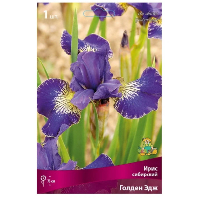 Ирис сибирский Голден Эдж/К Ирис сибирский Голден Эдж/К