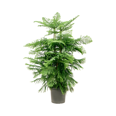 Араукария микс 14/40