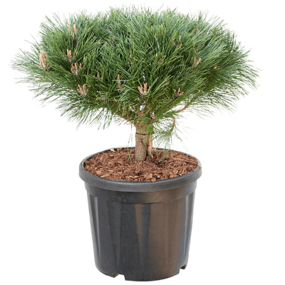 Сосна черная 'Brepo' 26 st 10 b25/30 C8