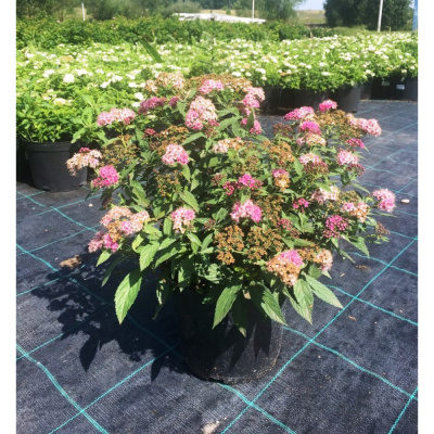 Спирея японская Генпей (Широбана) (С2)				