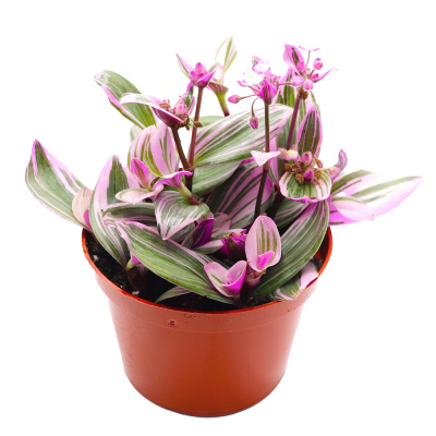 Традесканция Пинк Шабли