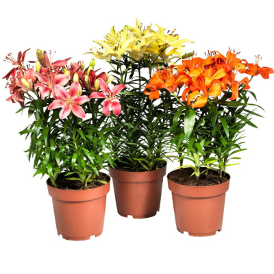 Лилия ОТ-гибрид в ассорт.